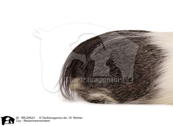 Cuy - Riesenmeerschwein / Cuy - giant guinea pig / RR-26623