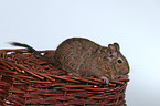 Degu im Krbchen