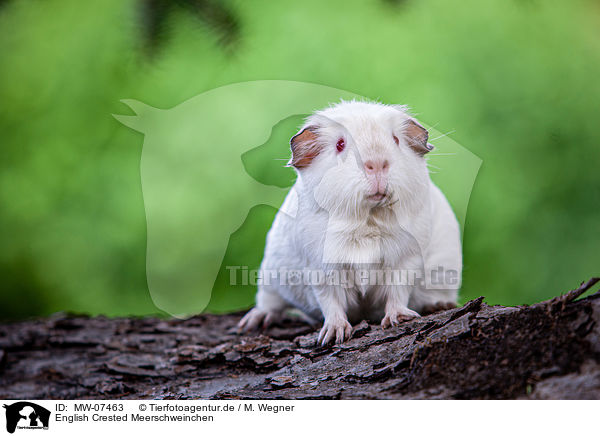 English Crested Meerschweinchen / English Crested guinea pig / MW-07463