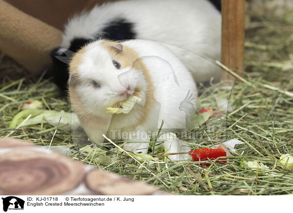 English Crested Meerschweinchen / English Crested guinea pig / KJ-01718