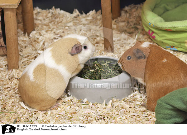 English Crested Meerschweinchen / English Crested guinea pig / KJ-01733