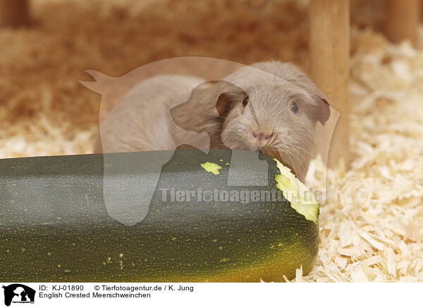 English Crested Meerschweinchen / English Crested guinea pig / KJ-01890