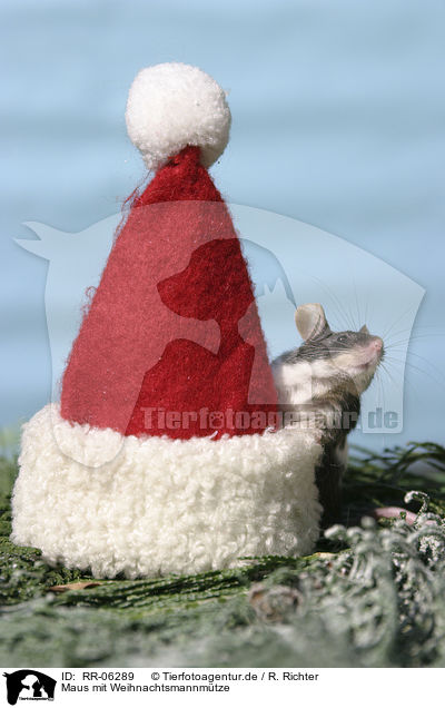 Maus mit Weihnachtsmannmtze / RR-06289