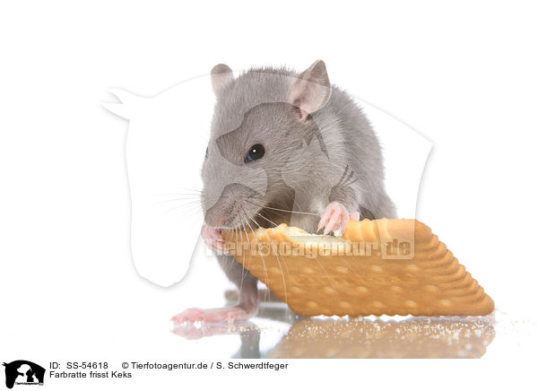Farbratte frisst Keks / fancy rat eats biscuit / SS-54618