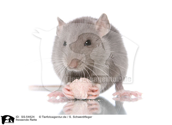 fressende Ratte / eating rat / SS-54624