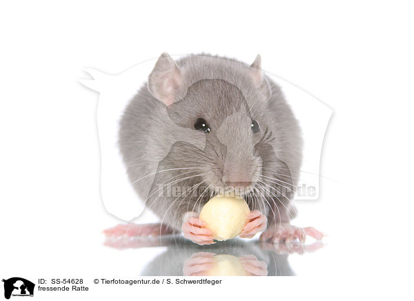 fressende Ratte / eating rat / SS-54628