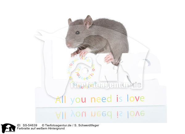 Farbratte auf weiem Hintergrund / fancy rat on white background / SS-54639