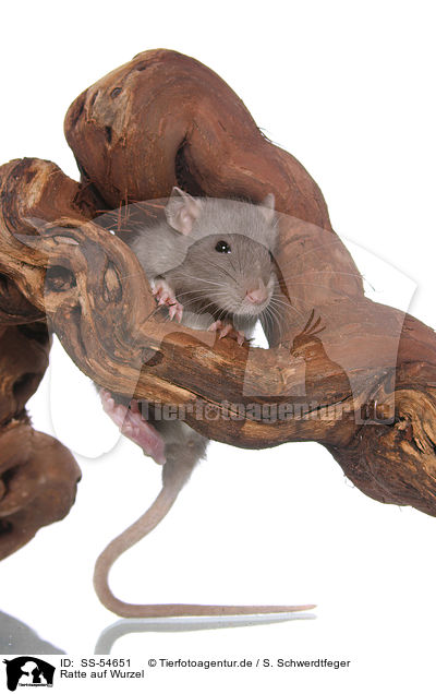 Ratte auf Wurzel / rat on root / SS-54651
