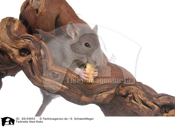 Farbratte frisst Keks / fancy rat eats biscuit / SS-54653