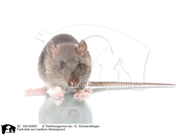 Farbratte auf weiem Hintergrund / fancy rat on white background / SS-54667
