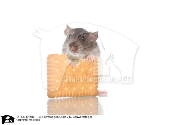 Farbratte mit Keks / fancy rat with biscuit / SS-54680