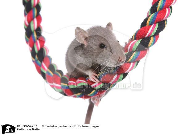 kletternde Ratte / climbing rat / SS-54737