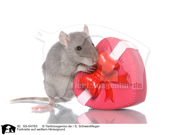 Farbratte auf weiem Hintergrund / fancy rat on white background / SS-54765