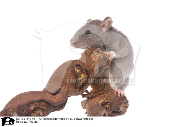 Ratte auf Wurzel / rat on root / SS-54775