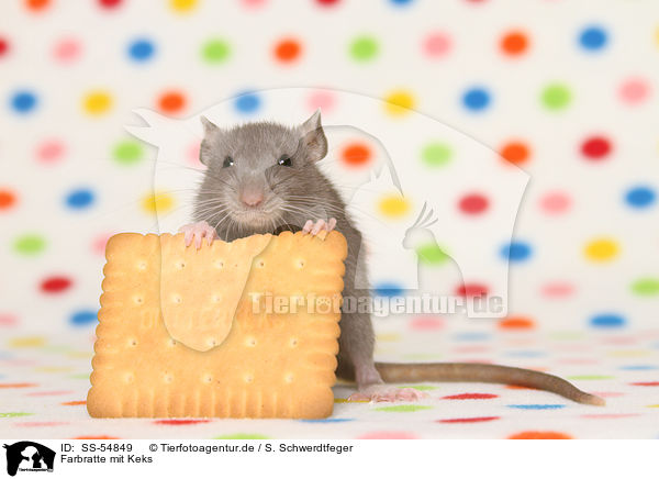 Farbratte mit Keks / fancy rat with biscuit / SS-54849