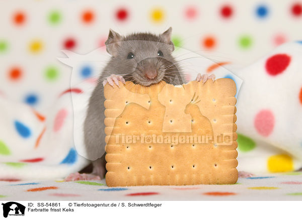 Farbratte frisst Keks / fancy rat eats biscuit / SS-54861