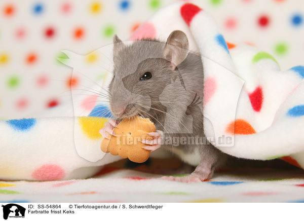 Farbratte frisst Keks / fancy rat eats biscuit / SS-54864