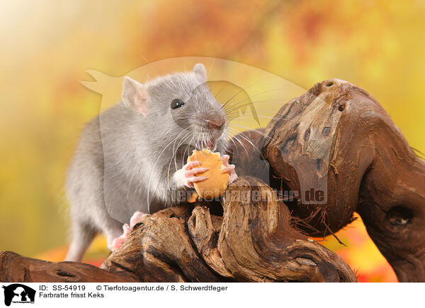 Farbratte frisst Keks / fancy rat eats biscuit / SS-54919