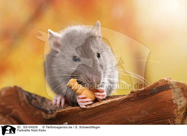 Farbratte frisst Keks / fancy rat eats biscuit / SS-54928