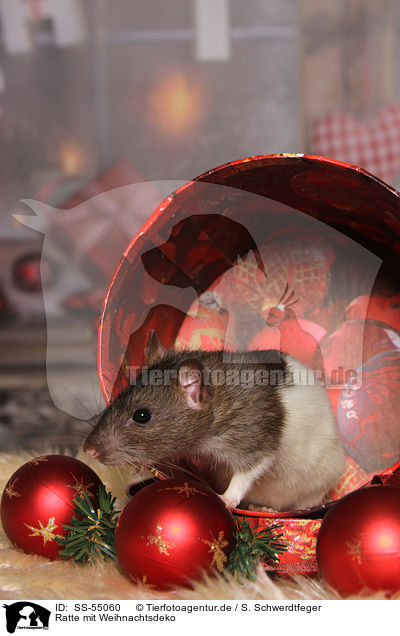 Ratte mit Weihnachtsdeko / SS-55060