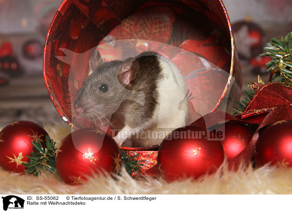 Ratte mit Weihnachtsdeko / SS-55062