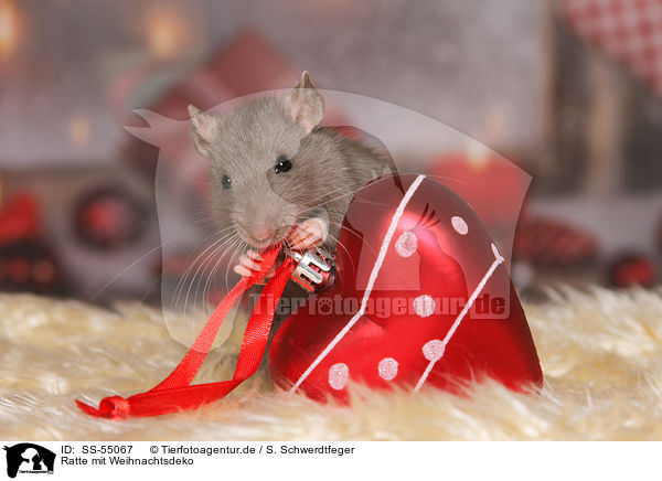 Ratte mit Weihnachtsdeko / SS-55067