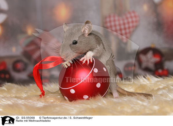 Ratte mit Weihnachtsdeko / SS-55068