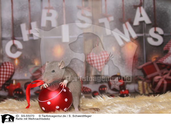 Ratte mit Weihnachtsdeko / SS-55070