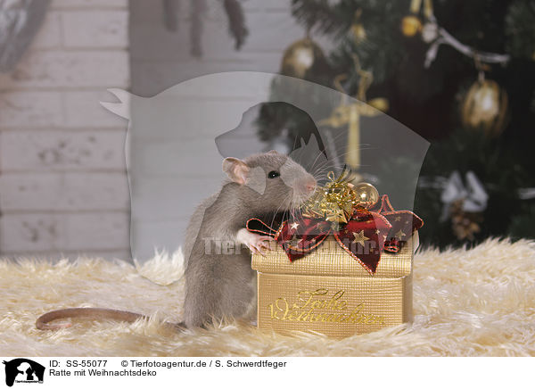 Ratte mit Weihnachtsdeko / SS-55077