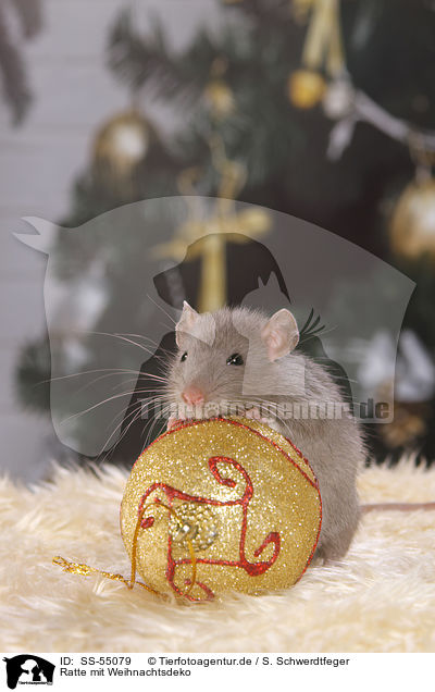 Ratte mit Weihnachtsdeko / SS-55079