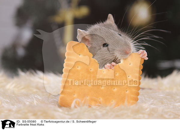 Farbratte frisst Keks / fancy rat eats biscuit / SS-55080