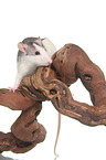 Ratte auf Wurzel