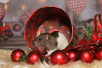 Ratte mit Weihnachtsdeko