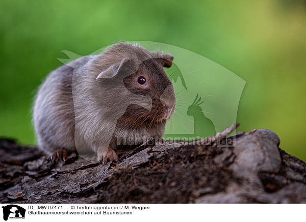 Glatthaarmeerschweinchen auf Baumstamm / smooth-haired guinea pig on tree trunk / MW-07471
