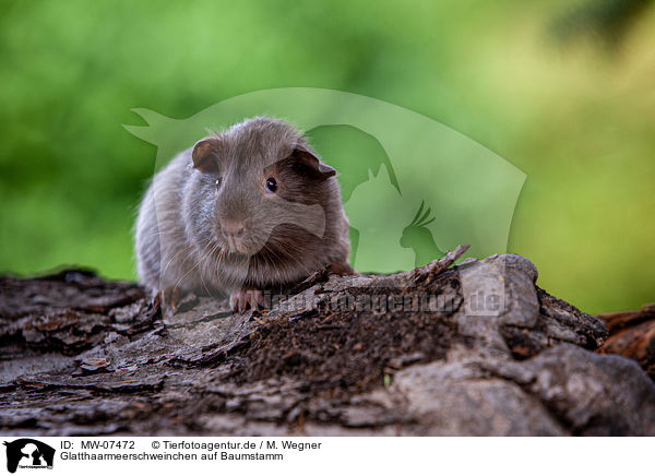 Glatthaarmeerschweinchen auf Baumstamm / smooth-haired guinea pig on tree trunk / MW-07472