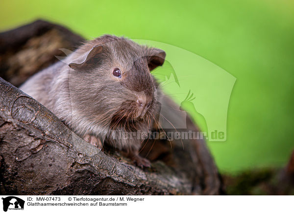 Glatthaarmeerschweinchen auf Baumstamm / smooth-haired guinea pig on tree trunk / MW-07473