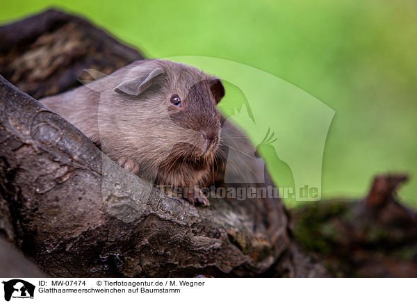 Glatthaarmeerschweinchen auf Baumstamm / smooth-haired guinea pig on tree trunk / MW-07474