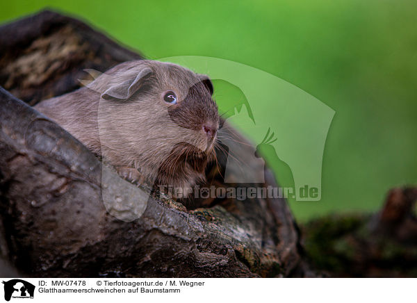 Glatthaarmeerschweinchen auf Baumstamm / smooth-haired guinea pig on tree trunk / MW-07478