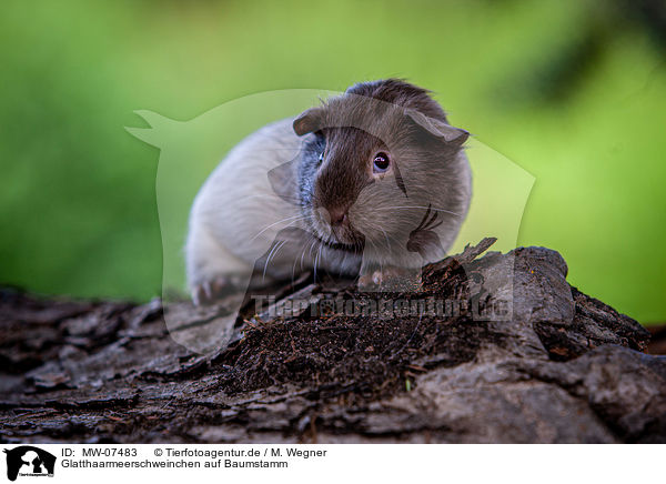 Glatthaarmeerschweinchen auf Baumstamm / smooth-haired guinea pig on tree trunk / MW-07483