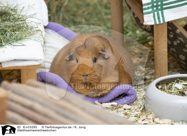 Glatthaarmeerschweinchen / smoothhaired guinea pig / KJ-03295