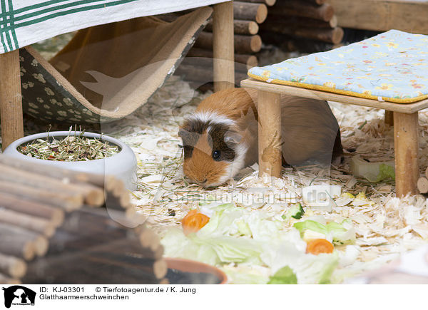 Glatthaarmeerschweinchen / smoothhaired guinea pig / KJ-03301