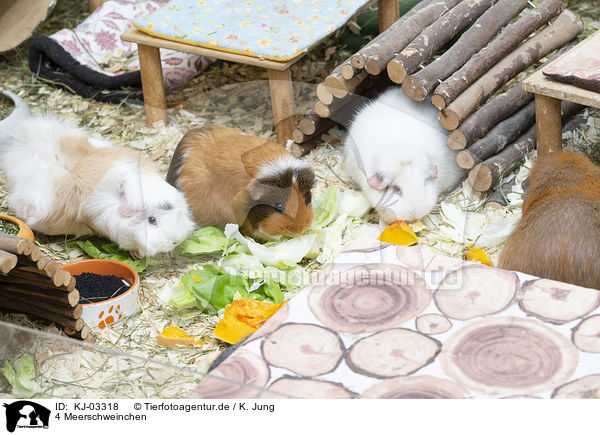 4 Meerschweinchen / 4 guinea pigs / KJ-03318