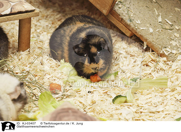 Glatthaarmeerschweinchen / smoothhaired guinea pig / KJ-03407