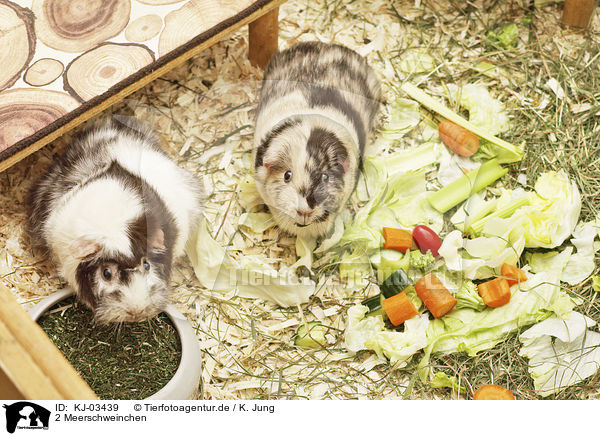 2 Meerschweinchen / 2 guinea pigs / KJ-03439