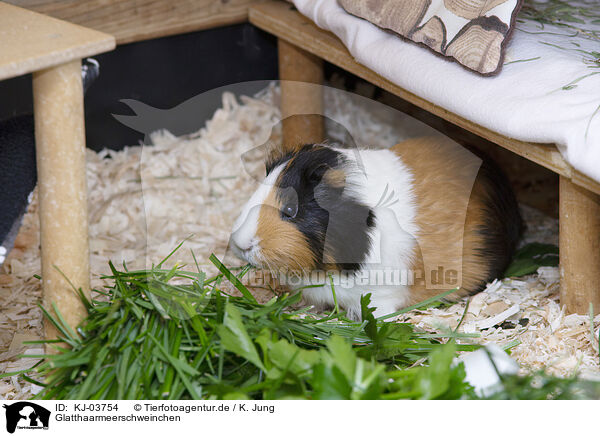 Glatthaarmeerschweinchen / smoothhaired guinea pig / KJ-03754