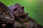 Glatthaarmeerschweinchen auf Baumstamm