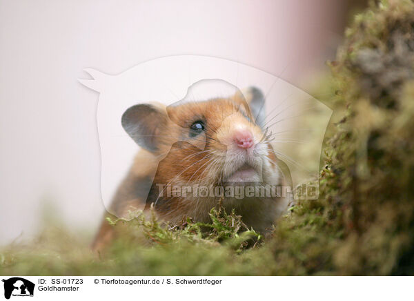 Goldhamster / SS-01723
