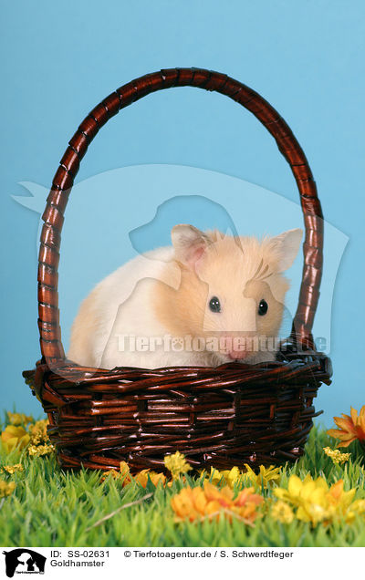 Goldhamster / SS-02631