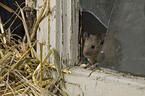 Maus kommt durch Loch im Fenster