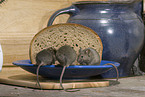 Maus frisst Brot